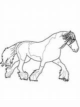 Coloring Horse Gypsy Pages Vanner Shire Horses Click Printable Getcolorings Getdrawings Version Colorings sketch template