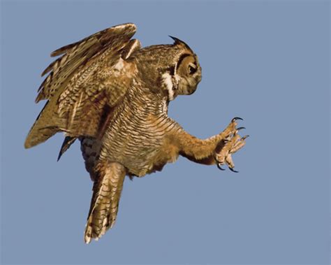 great horned owl  magnificent avian apex predator owlcation