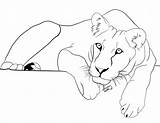 Lioness Lion Drawing Female Down Lying Getdrawings sketch template