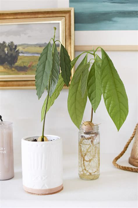 Growing An Avocado Plant From Seed Delineate Your Dwelling