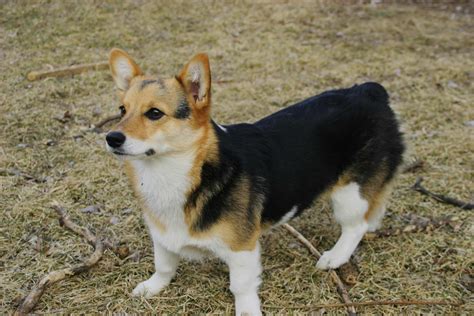 pembroke welsh corgi dog breed info pics