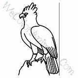 Coloring Harpy Eagle Pages Click sketch template