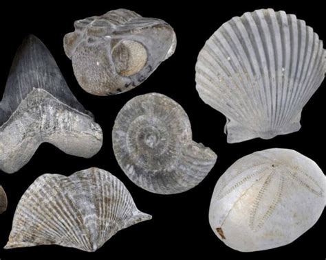 shell fossils identification