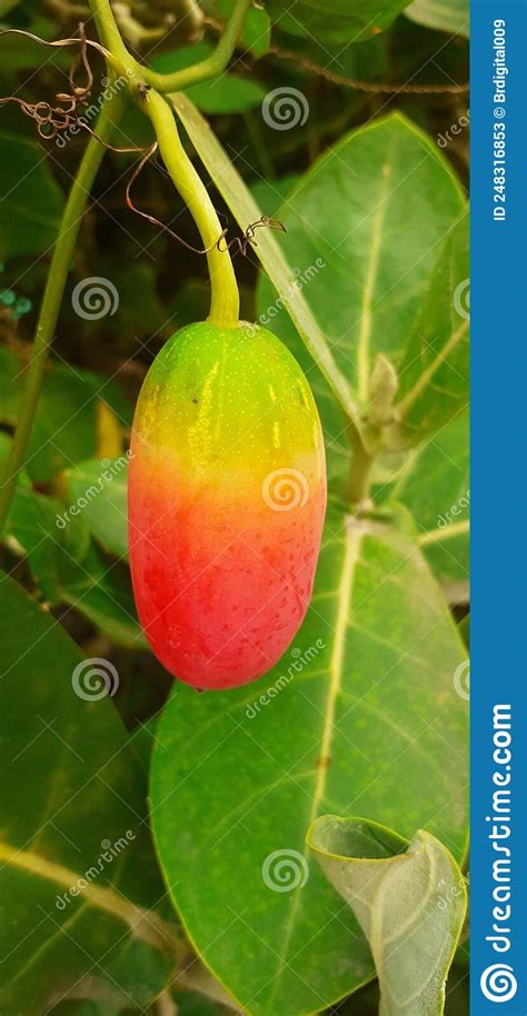 Ripe Ivy Gourd On Green Leaves Background Stock Image Image Of