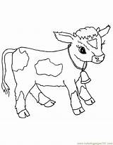 Cow Coloring Pages Baby Calf Cows Animals Printable Farm Animal Kids Calves Draw Babies Embroidery Sheets Patterns Hand Pano Seç sketch template