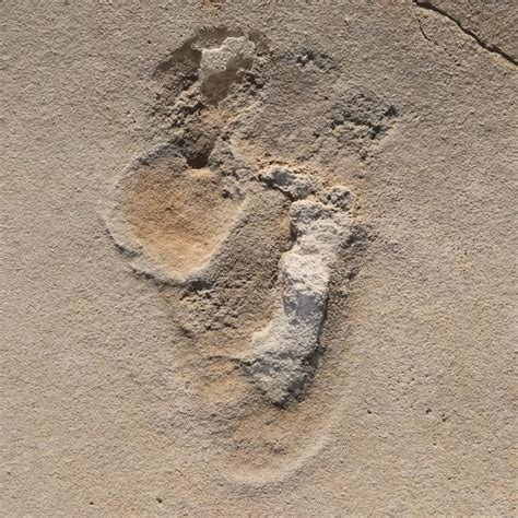fossil footprints challenge established theories  human evolution