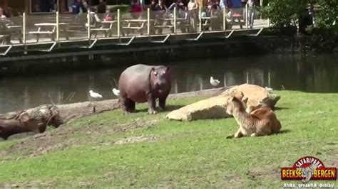 update video safaripark beekse bergen    youtube