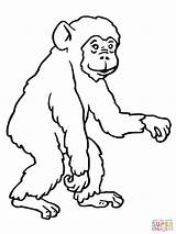Chimpanzee Schimpansen Scimmia Affen Ausmalbild Schimpanse Scimmie Gorilla Bonobo Stampare Chimp Szympans Ausdrucken Kleurplaat Affe Malvorlage Monyet Kolorowanka Affenbaby Supercoloring sketch template