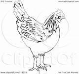 Chicken Coloring Outline Clipart Illustration Royalty Pams Rf 2021 sketch template