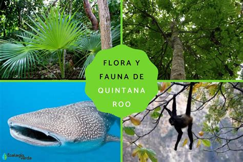 flora  fauna de quintana roo descubrela aqui