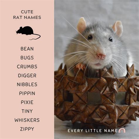 220 Best Rat Names Cool Cute And Funny Every Little Name