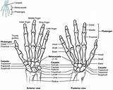 Bones Hand Wrist Anatomy Many Medicine Musculoskeletal System Body sketch template