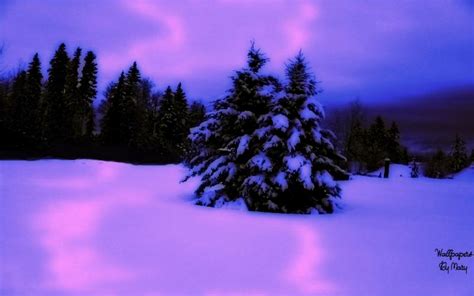 hd pink purple winter 1920x1080 wallpaper download free