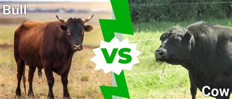 bull      differences imp world