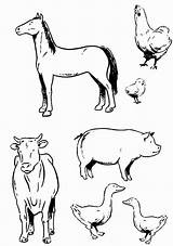 Coloring Land Animals Pages Various Animal Printable Getcolorings Farm Color Print Getdrawings sketch template