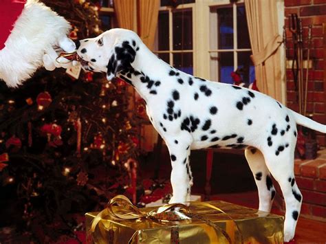 christmas dalmatian dog christmas pictures christmas animals merry