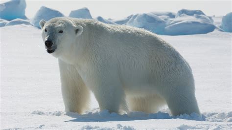 top   famous arctic animals     details