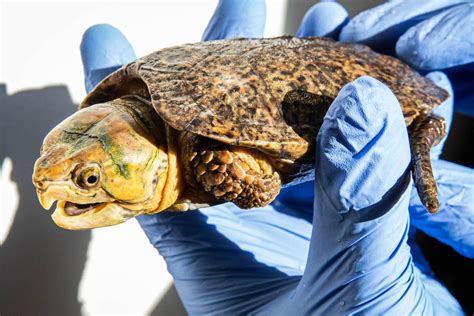 rare big headed turtles find  home  london zoo discover animals