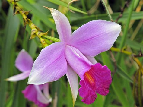 filebamboo orchidjpg wikipedia