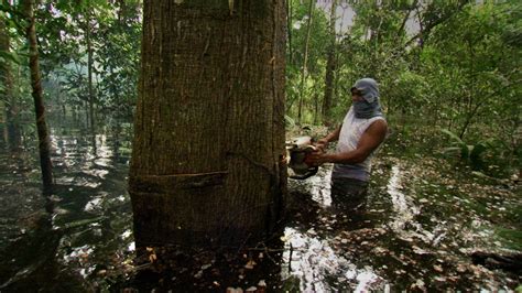 Peru S Rotten Wood Latin America Al Jazeera