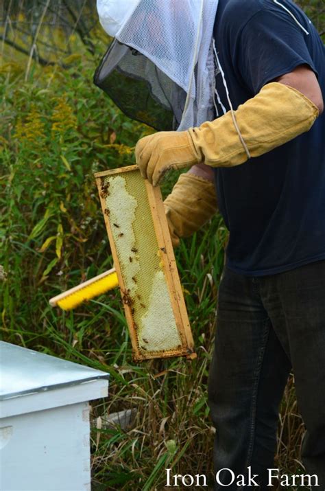 drones  sign   healthy hive keeping backyard bees