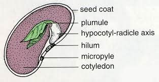 diagram  seed biology life processes growth developments  reproduction