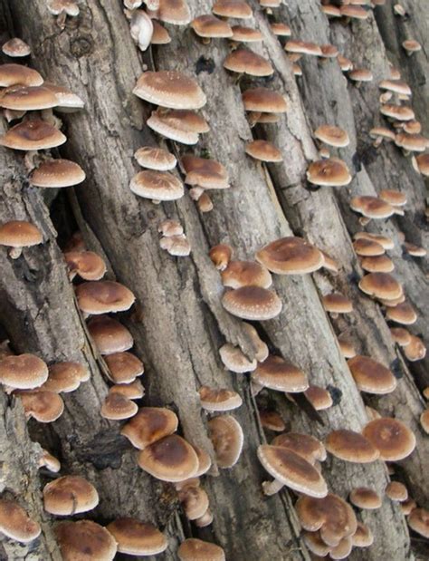 prepper handbook blog growing mushrooms  logs
