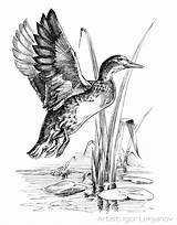Mallard Ducks Hunting Sketch Coloring Burning Jagdmotive Ente Larger Getdrawings sketch template