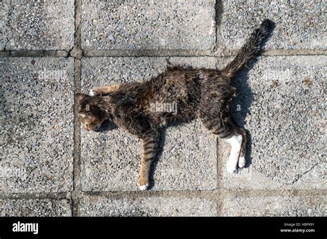 dead cat  walkway  sunlight unknown   death  wound  blood stock photo alamy