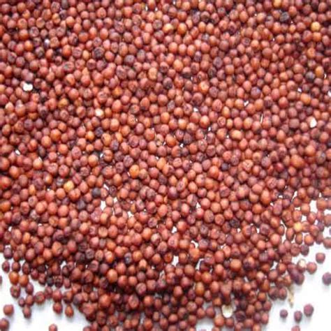 ragi seed at rs 26 kilogram finger millet ragi crop रागी sai