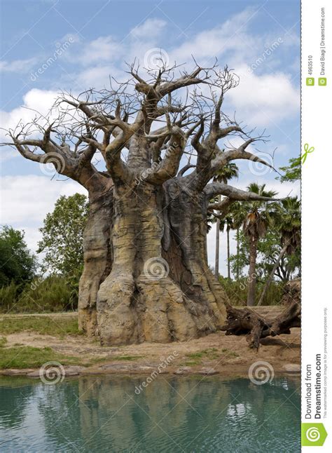omgekeerde boom stock foto image  onderaan hout vreemd