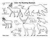 Mammals Wyoming State Coloring Habitats sketch template