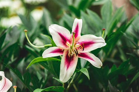 grow care  stargazer oriental lily
