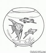 Ryby Pesci Akwariowe Fische Acuario Peces Kolorowanki Kolorowanka Aquarienfische Malvorlagen Malvorlage Domestiques Colorkid Haustiere Zwierzęta Domowe sketch template
