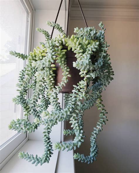 The Best Indoor Hanging Plants