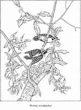 Audubon Dover sketch template