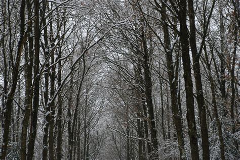 winterwald in froststarre foto and bild landschaft wald