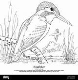 Kingfisher Alcedo Atthis sketch template