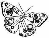 Butterfly Coloring Pages Buckeye Print Large sketch template
