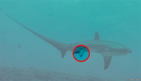 This Is The First Photo Ever Taken Of Thresher Shark Giving Birth