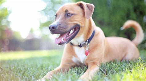 german shepherd pitbull mix  guide   german pit animal corner