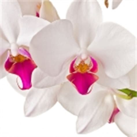 orchid perfume ingredient orchid fragrance  essential oils orchidaceae