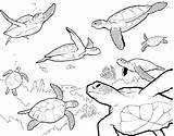 Coloring Turtle Shell Pages Getcolorings Printable Shells sketch template
