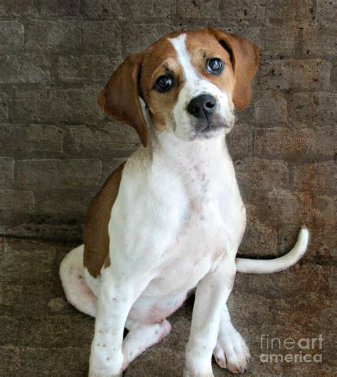 im ready beagle mix puppy photograph  peggy franz