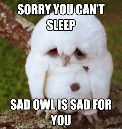 sleep sad owl  sad    sleep heres sad owl