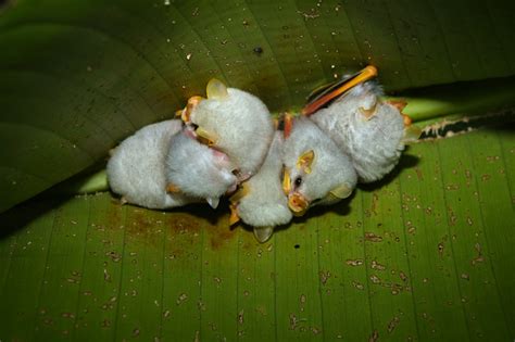 life neurotic  steves issues honduran white tent bats roosting