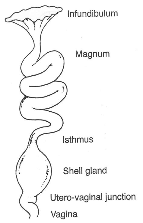 Schematic Drawing Of An Oviduct Of A Sexually Mature Bird Showing The