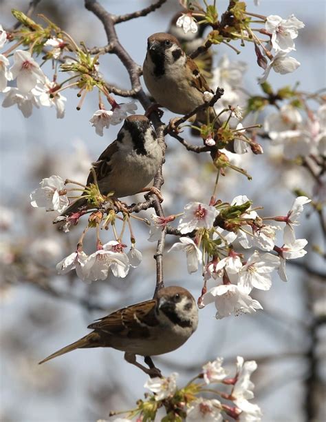 gorgeous   cherry blossoms  japan beautiful birds