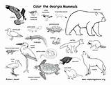 Coloring Pages Animals Swamp Animal Color Habitat Habitats Getcolorings Printable Getdrawings sketch template