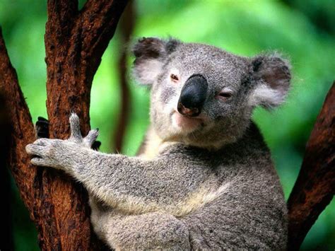 koala  life  animals